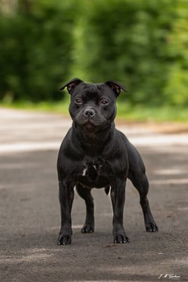 https://chiens-de-france.com/photo/chiens/2026_05/tn200/TN200_202605141016426a0584eaad8cc.jpg