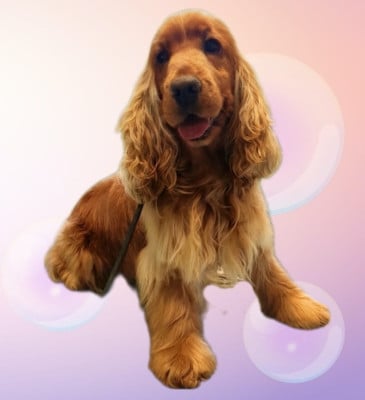 https://chiens-de-france.com/photo/chiens/2026_05/tn200/TN200_202605141716576a05e769ebe4e.jpg