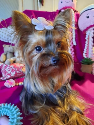 https://chiens-de-france.com/photo/chiens/2026_05/tn200/TN200_202605141823336a05f705d31ae.jpg