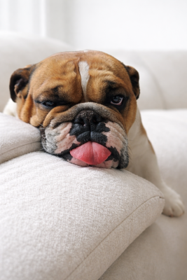 https://chiens-de-france.com/photo/chiens/2026_05/tn200/TN200_202605142146536a0626ad0173b.png
