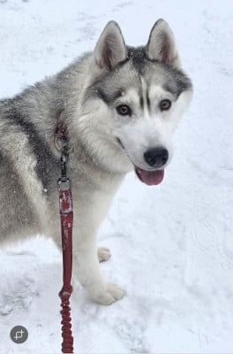 https://chiens-de-france.com/photo/chiens/2026_05/tn200/TN200_202605150743576a06b29ddb4d5.jpg