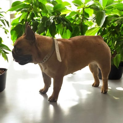 https://chiens-de-france.com/photo/chiens/2026_05/tn200/TN200_202605151510296a071b459757c.jpg
