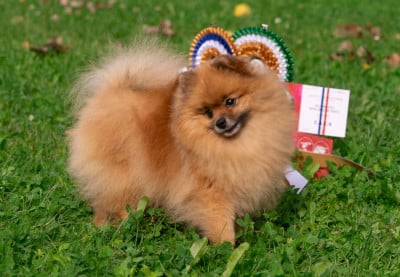 https://chiens-de-france.com/photo/chiens/2026_05/tn200/TN200_202605152024526a0764f4e6f0f.jpg