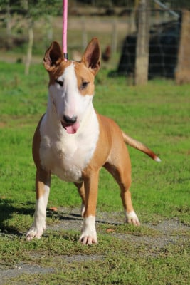 https://chiens-de-france.com/photo/chiens/2026_05/tn200/TN200_202605152118496a07719964f61.jpg