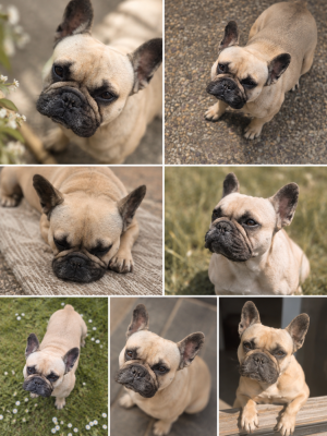 https://chiens-de-france.com/photo/chiens/2026_05/tn200/TN200_202605160907366a0817b82c2a1.png