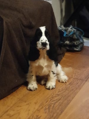 https://chiens-de-france.com/photo/chiens/2026_05/tn200/TN200_202605161124466a0837de75f24.jpg