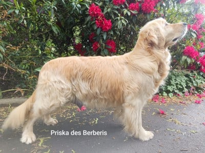 https://chiens-de-france.com/photo/chiens/2026_05/tn200/TN200_202605161320206a0852f45ffc1.jpg