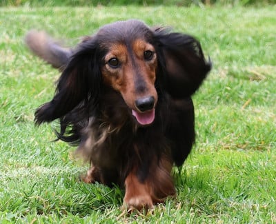 https://chiens-de-france.com/photo/chiens/2026_05/tn200/TN200_202605161830186a089b9a8cc35.jpg