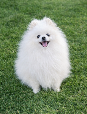 https://chiens-de-france.com/photo/chiens/2026_05/tn200/TN200_202605162102446a08bf541c78a.png