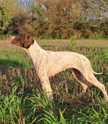 https://chiens-de-france.com/photo/chiens/2026_05/tn200/TN200_202605171329256a09a6958730c.jpg