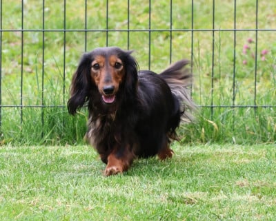 https://chiens-de-france.com/photo/chiens/2026_05/tn200/TN200_202605171344346a09aa2204924.jpg
