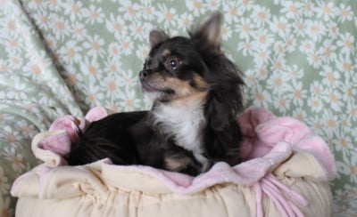 https://chiens-de-france.com/photo/chiens/2026_05/tn200/TN200_202605171631066a09d12a418e2.jpg