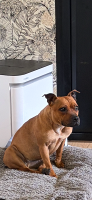 https://chiens-de-france.com/photo/chiens/2026_05/tn200/TN200_202605171945536a09fed1f08e0.png