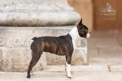 https://chiens-de-france.com/photo/chiens/2026_05/tn200/TN200_202605180510516a0a833be412c.jpg