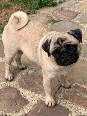 https://chiens-de-france.com/photo/chiens/2026_05/tn200/TN200_202605180937226a0ac1b2e8091.jpg