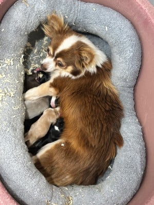 https://chiens-de-france.com/photo/chiens/2026_05/tn200/TN200_202605181045326a0ad1ac4c4f6.jpg