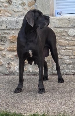 https://chiens-de-france.com/photo/chiens/2026_05/tn200/TN200_202605181118506a0ad97a3921e.jpg