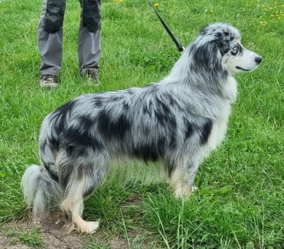 https://chiens-de-france.com/photo/chiens/2026_05/tn200/TN200_202605181331266a0af88eec36d.jpg