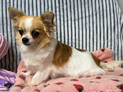 https://chiens-de-france.com/photo/chiens/2026_05/tn200/TN200_202605181749546a0b35225a2d9.jpg