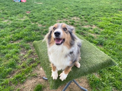 https://chiens-de-france.com/photo/chiens/2026_05/tn200/TN200_202605191148286a0c31ec4cc83.jpg
