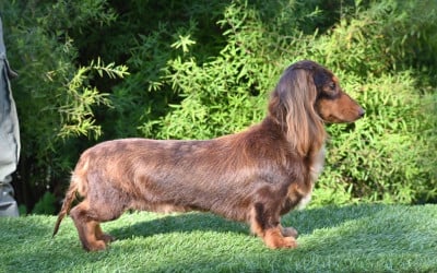 https://chiens-de-france.com/photo/chiens/2026_05/tn200/TN200_202605191422126a0c55f4a25ef.jpg