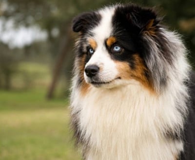 https://chiens-de-france.com/photo/chiens/2026_05/tn200/TN200_202605191712576a0c7df949a2e.jpg