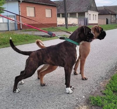 https://chiens-de-france.com/photo/chiens/2026_05/tn200/TN200_202605191822006a0c8e286fb46.jpg