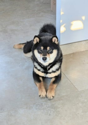 https://chiens-de-france.com/photo/chiens/2026_05/tn200/TN200_202605191942186a0ca0fa8a38b.jpg