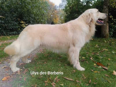 Ulys des Berberis