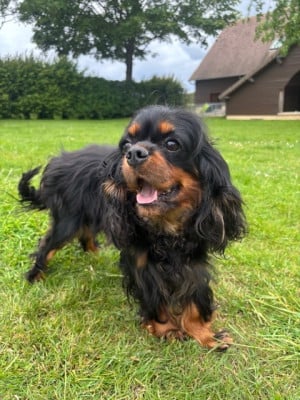https://chiens-de-france.com/photo/chiens/2026_05/tn200/TN200_202605200100316a0ceb8f946fa.jpg