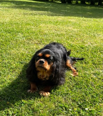 https://chiens-de-france.com/photo/chiens/2026_05/tn200/TN200_202605200115356a0cef17be4c7.jpg