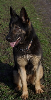 https://chiens-de-france.com/photo/chiens/2026_05/tn200/TN200_202605200906446a0d5d84b7a95.jpg