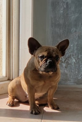 https://chiens-de-france.com/photo/chiens/2026_05/tn200/TN200_202605201537356a0db91f92302.jpg