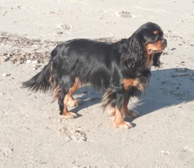 https://chiens-de-france.com/photo/chiens/2026_05/tn200/TN200_202605201618106a0dc2a2ccb26.jpg