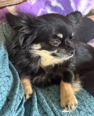 https://chiens-de-france.com/photo/chiens/2026_05/tn200/TN200_202605201650536a0dca4d67b5f.jpg