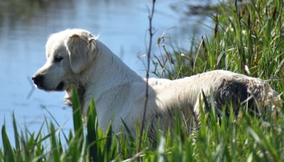https://chiens-de-france.com/photo/chiens/2026_05/tn200/TN200_202605201734346a0dd48a6a297.jpg
