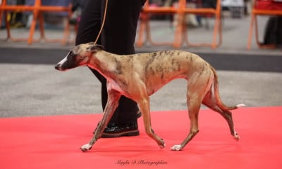 https://chiens-de-france.com/photo/chiens/2026_05/tn200/TN200_202605211100076a0ec997be0a3.jpg