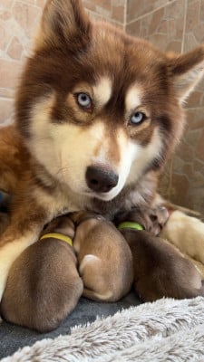 https://chiens-de-france.com/photo/chiens/2026_05/tn200/TN200_202605211105136a0ecac9f3e58.jpg