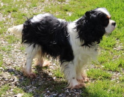 https://chiens-de-france.com/photo/chiens/2026_05/tn200/TN200_202605211247526a0ee2d80ce89.jpg