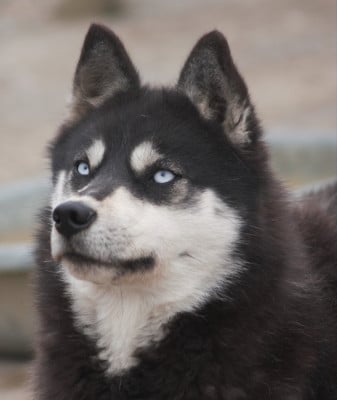 https://chiens-de-france.com/photo/chiens/2026_05/tn200/TN200_202605211605576a0f1145b5a5e.jpg