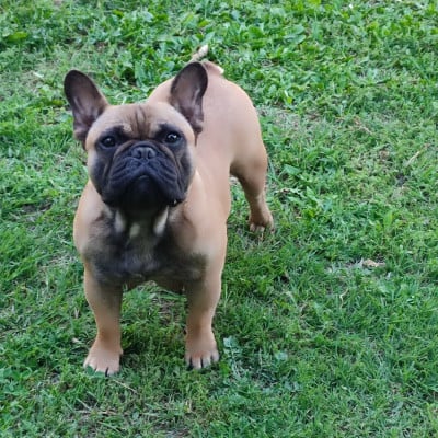 https://chiens-de-france.com/photo/chiens/2026_05/tn200/TN200_202605221835496a1085e5ad592.jpg