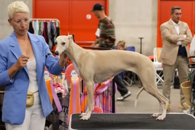 https://chiens-de-france.com/photo/chiens/2026_05/tn200/TN200_202605232030576a11f2619efde.jpg