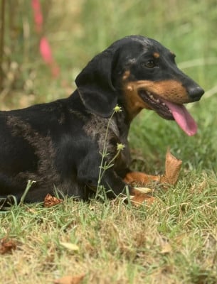 https://chiens-de-france.com/photo/chiens/2026_05/tn200/TN200_202605240730146a128ce6059a5.jpg