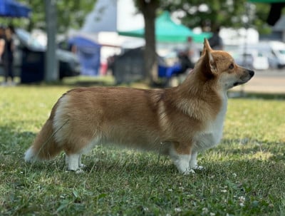 https://chiens-de-france.com/photo/chiens/2026_05/tn200/TN200_202605240936496a12aa9117d4e.jpg