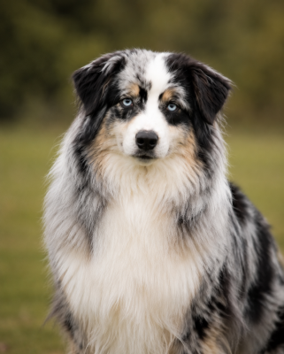 https://chiens-de-france.com/photo/chiens/2026_05/tn200/TN200_202605241315016a12ddb55fc11.png