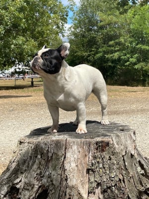 https://chiens-de-france.com/photo/chiens/2026_05/tn200/TN200_202605241828176a13272101a37.jpg