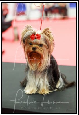 https://chiens-de-france.com/photo/chiens/2026_05/tn200/TN200_202605241828256a13272998e6f.jpg