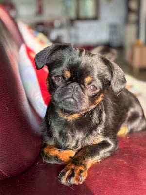 https://chiens-de-france.com/photo/chiens/2026_05/tn200/TN200_202605251123596a14152f17c49.jpg