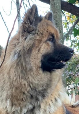 https://chiens-de-france.com/photo/chiens/2026_05/tn200/TN200_202605251709056a146611dd424.jpg