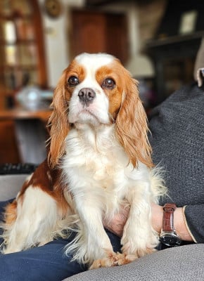 https://chiens-de-france.com/photo/chiens/2026_05/tn200/TN200_202605251718336a1468495f6d9.jpg